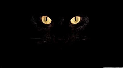 Cat Eyes Wallpapers - Top Free Cat Eyes Backgrounds - WallpaperAccess