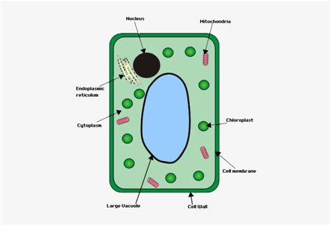 Simple Plant Cell Drawing | Free download on ClipArtMag