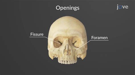 Bone Markings | Anatomy and Physiology | JoVe