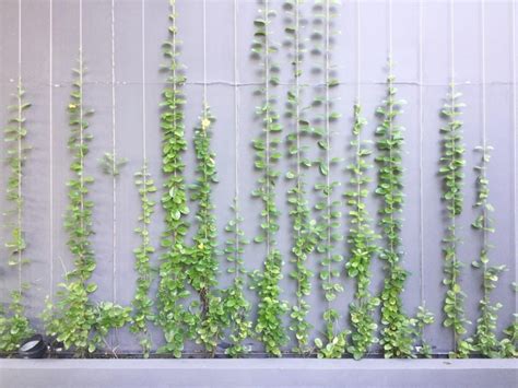 Wall Climbing Plants, Hanging Plants, Evergreen Plants, Tall Plants ...