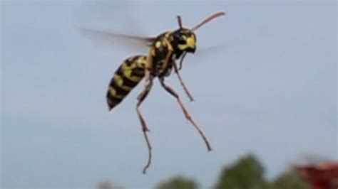 Paper wasps in flight. Feldwespen im Flug - YouTube