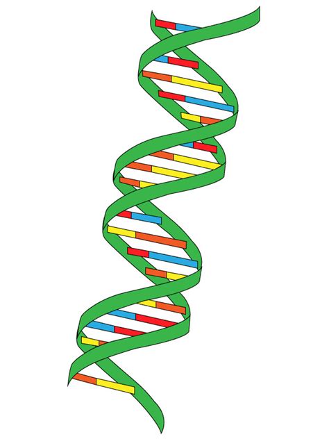 Dna Structure Drawing | Free download on ClipArtMag