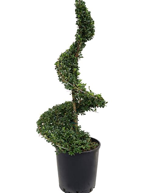 Nieuwkoop Europe | Ilex crenata dark green