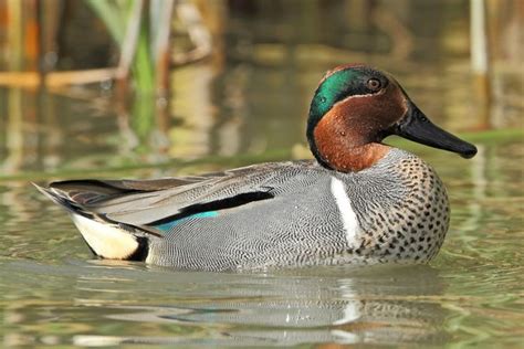 The Green Winged Teal, Anas carolinensis, is the smallest dabbling duck native to North America ...