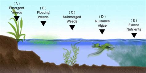 Submerged Freshwater Aquatic Plants Identification