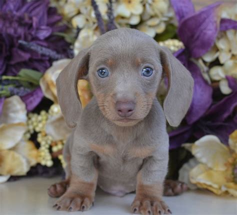 25+ Blue Dachshund Breeders Pic - Bleumoonproductions