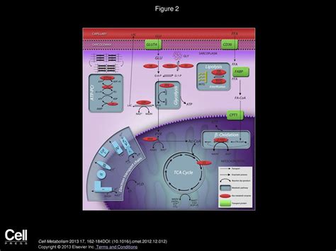 Brendan Egan, Juleen R. Zierath Cell Metabolism - ppt download