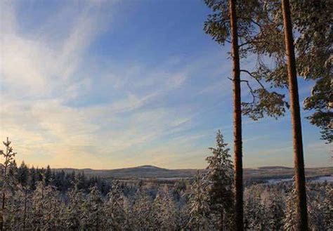 This Amazing Tree Hotel In Sweden Will Blow You Away