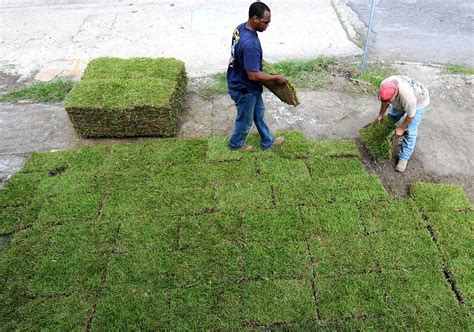 Laying Down Sod | Billy Goat Parts Blog