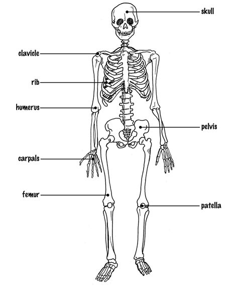 Easy Skeleton Drawing For Kids at PaintingValley.com | Explore ...