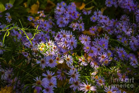 Purple People Eaters Photograph by Cj Avery - Pixels