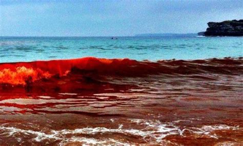 red algae bloom | Red algae, Nature, Water