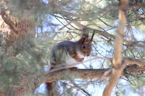 Squirrel Wood Pine - Free photo on Pixabay - Pixabay