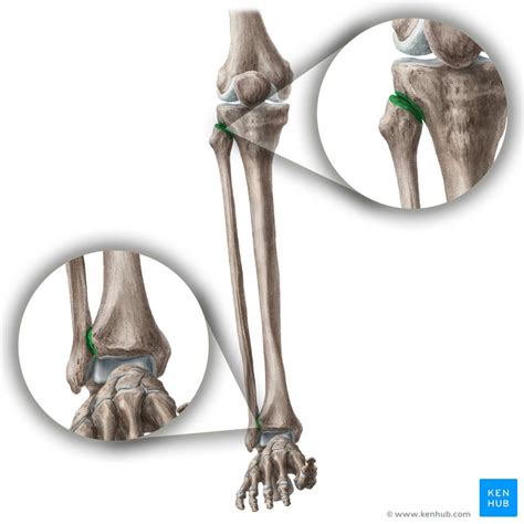 Tibiofibular joints: Anatomy, movements | Kenhub