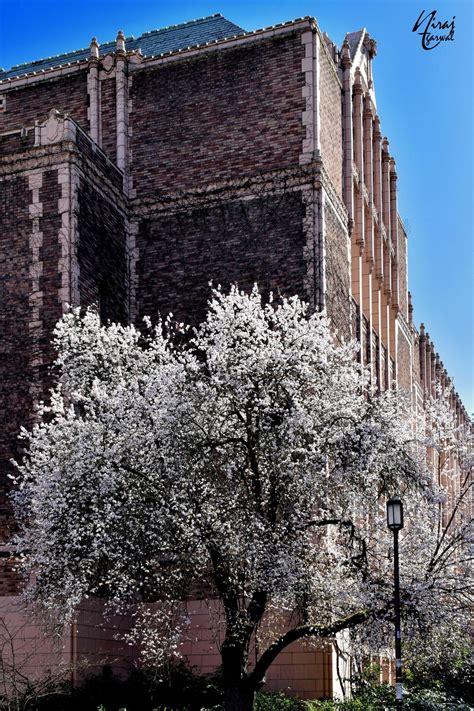 Cherry Blossoms have started at UW : r/Seattle