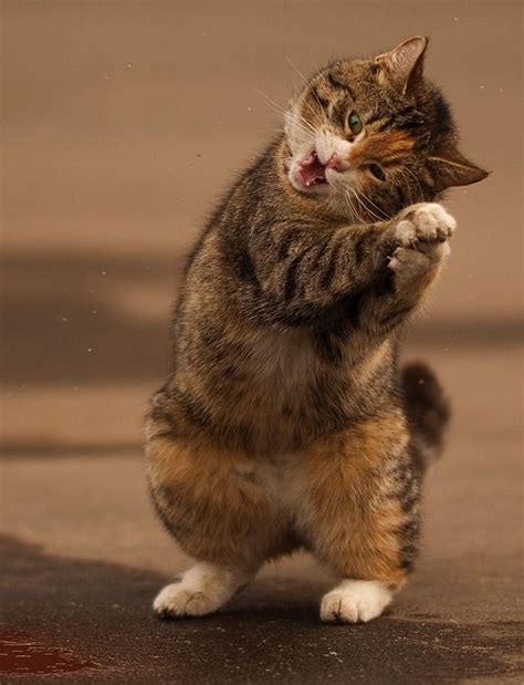 Tabby Tuesday: The Happy Cat Dance - Catster