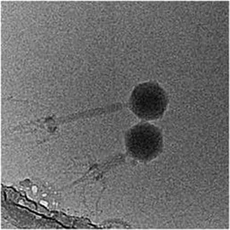 University of Warwick Business Facilities - Analytical Equipment - Cryo-TEM