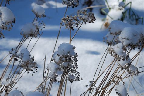 Geoff Oelsner » Leslie’s Gallery: Snow Flowers