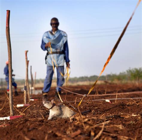 Rats Sniff Out Landmines Photos - ABC News