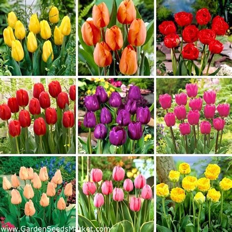 L-sized set - 45 tulip bulbs, selection of 9 most beautiful varieties ...