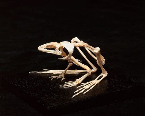 Do Frogs Have Bones? (Frog Skeleton Anatomy)