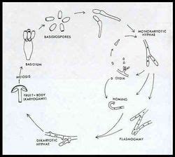 Basidiomycota - microbewiki