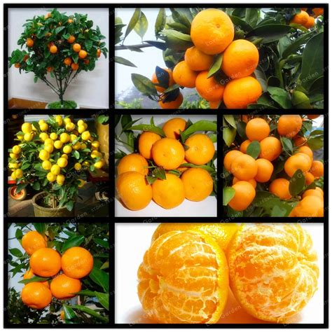 30 Pcs Citrus Bonsai Mandarin Orange Bonsai Edible Fruit Bonsai Tree ...
