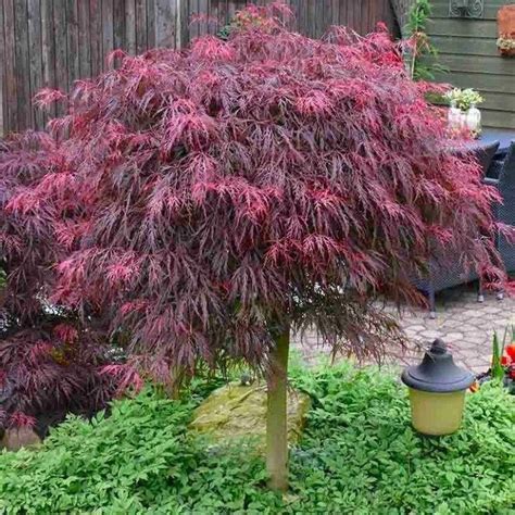 Unique Raised garden bed in 2021 | Japanese maple tree, Japanese maple tree landscape, Japanese ...