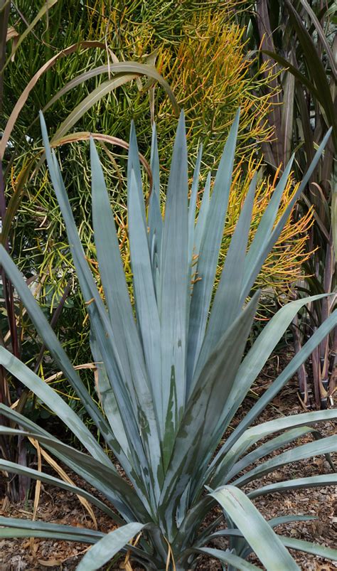 Photo #50902 | Agave tequilana | plant lust