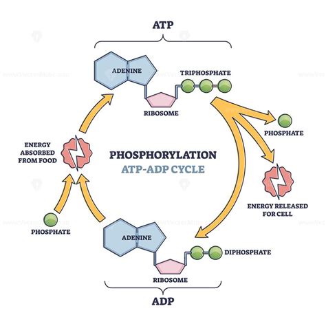 Phosphorylation ATP, ADP cycle with detailed process stages outline ...