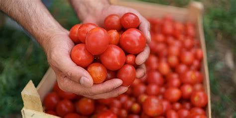 Tomato Harvest Time: When to Pick Them for the Best Taste