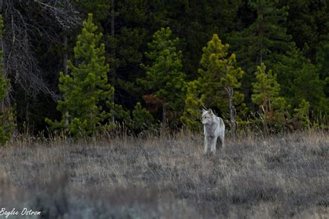 Nature Photography: Wolves of Yellowstone