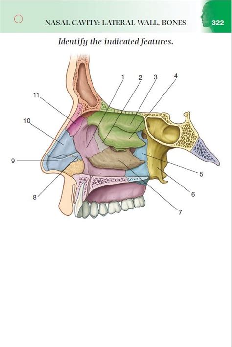 Lateral Wall Bones of the Nasal Cavity Diagram | Quizlet