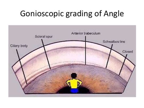 Anatomy and physiology of aqueous humor