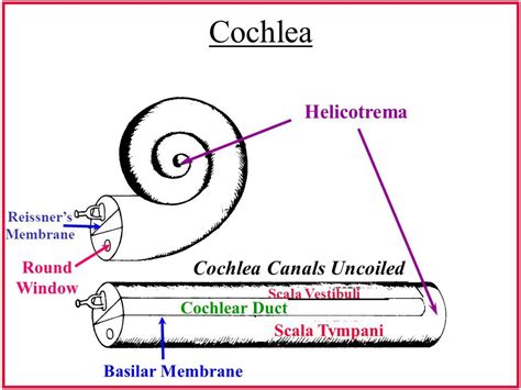 helicotrema cochlea - Sök på Google | Medical sketches, Chart, Medical