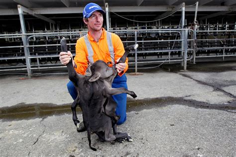 Deformed Calf In New Zealand Has 8 Legs, 4 Ears, 2 Bodies And One Head ...