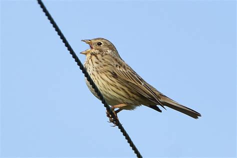 Jangling Keys. | stonefactionbirding2014.blogspot.co.uk/2017… | Flickr