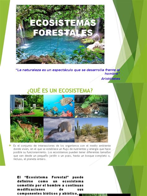 Ecosistema Forestal | Ecosystem | Forests