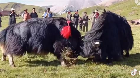 Amazing Yak Fight in Tibet - YouTube