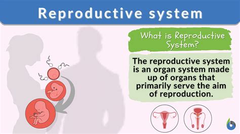 Reproductive system - Definition and Examples - Biology Online Dictionary