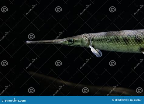 Longnose Gar Fish Gets a Close Up in an Aquarium Stock Photo - Image of mouth, gars: 250050618