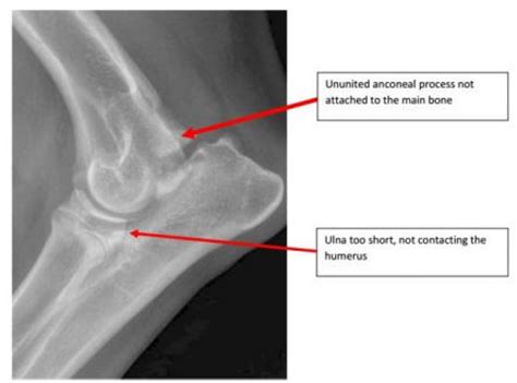 How Painful Is Elbow Dysplasia In Dogs? Understanding Canine Joint Health