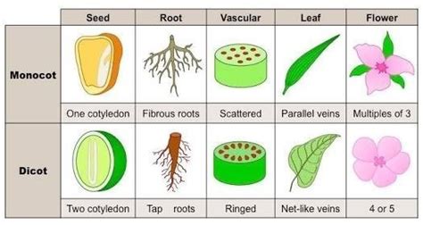 What is monocot seed and dicot seed with example and digram. - Brainly.in