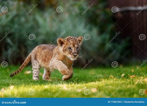 Young lion cub in the wild stock image. Image of cute - 77081503