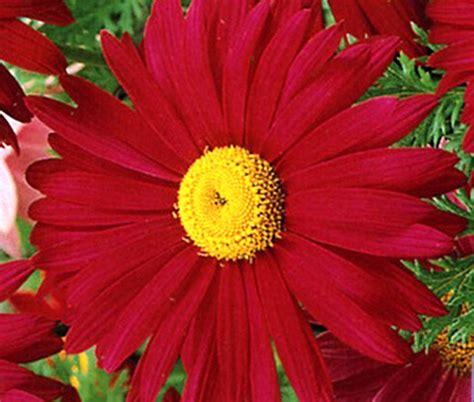 Pyrethrum Red Chrysanthemum Coccineum Seeds