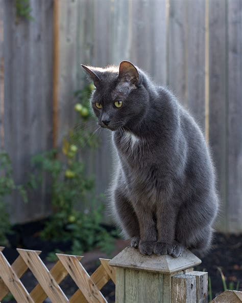 Gray Manx Cat