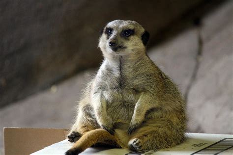 Chubby Meerkat Photograph by Tera Bunney - Fine Art America