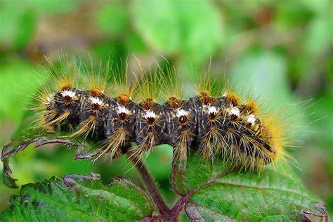 Brown-tail Moth: Identification, Life Cycle, Facts & Pictures