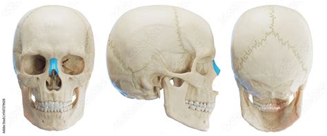 3d medical illustration of the human nasal bone Stock Illustration ...