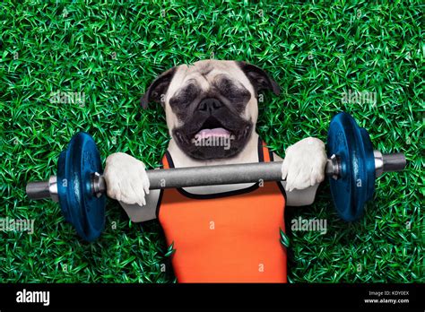 How Much Exercise Does A Pug Need